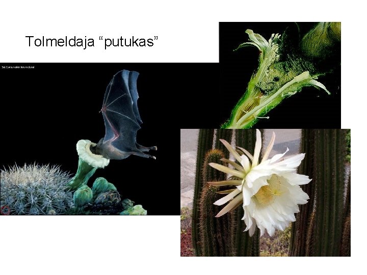 Tolmeldaja “putukas” 