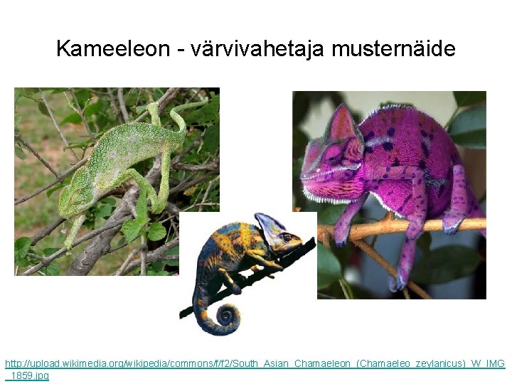 Kameeleon - värvivahetaja musternäide http: //upload. wikimedia. org/wikipedia/commons/f/f 2/South_Asian_Chamaeleon_(Chamaeleo_zeylanicus)_W_IMG _1859. jpg 
