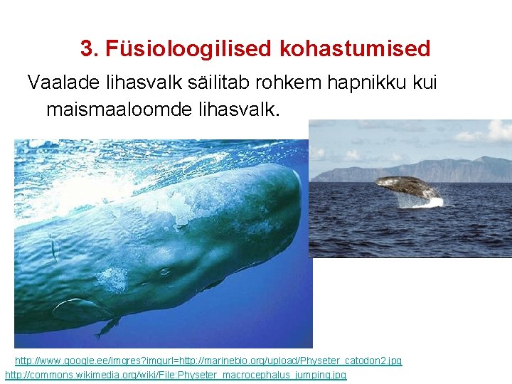 3. Füsioloogilised kohastumised Vaalade lihasvalk säilitab rohkem hapnikku kui maismaaloomde lihasvalk. http: //www. google.
