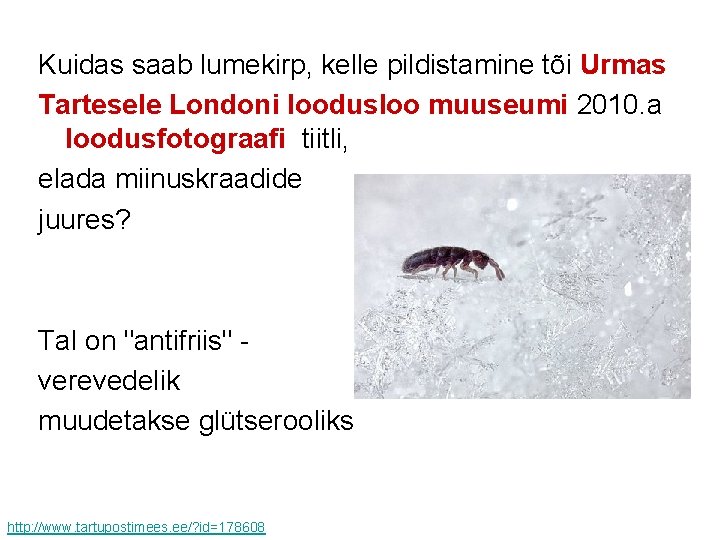 Kuidas saab lumekirp, kelle pildistamine tõi Urmas Tartesele Londoni loodusloo muuseumi 2010. a loodusfotograafi