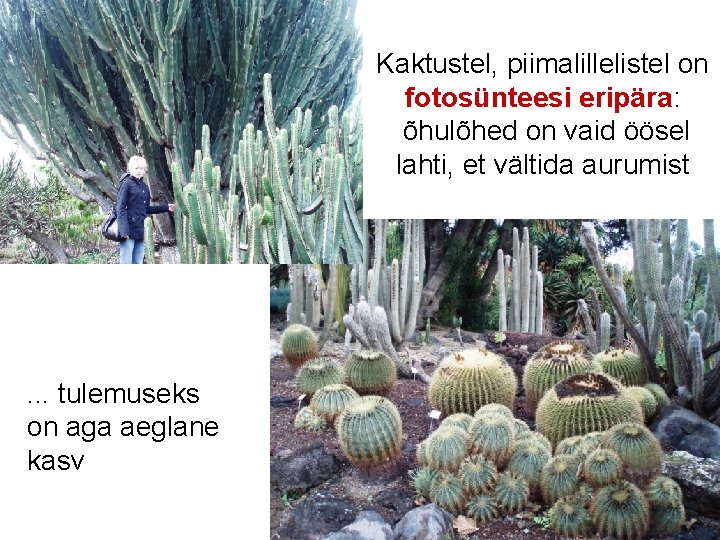 Kaktustel, piimalillelistel on fotosünteesi eripära: õhulõhed on vaid öösel lahti, et vältida aurumist .