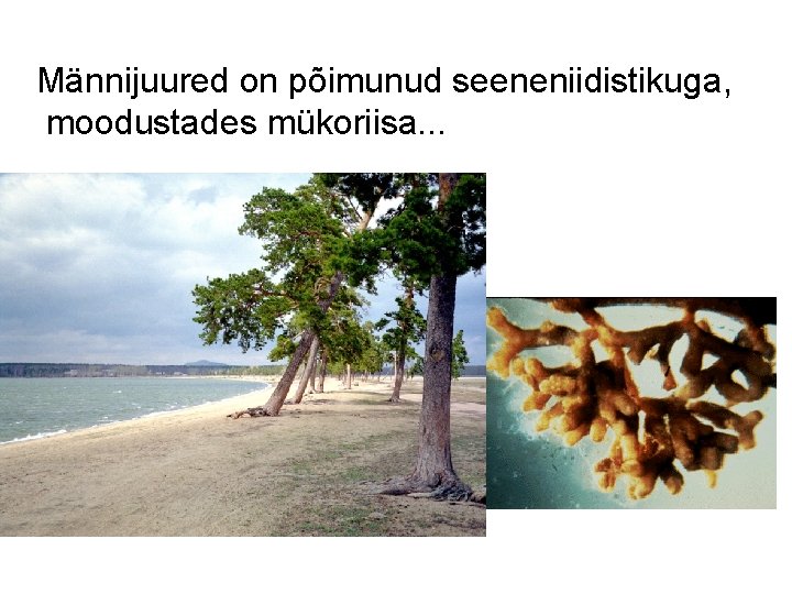 Männijuured on põimunud seeneniidistikuga, moodustades mükoriisa. . . 