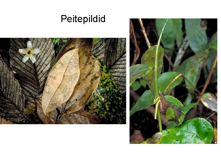 Peitepildid 