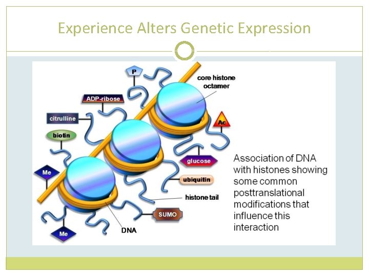 Experience Alters Genetic Expression 