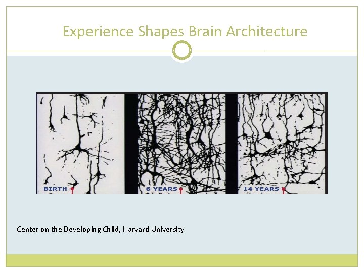 Experience Shapes Brain Architecture Center on the Developing Child, Harvard University 