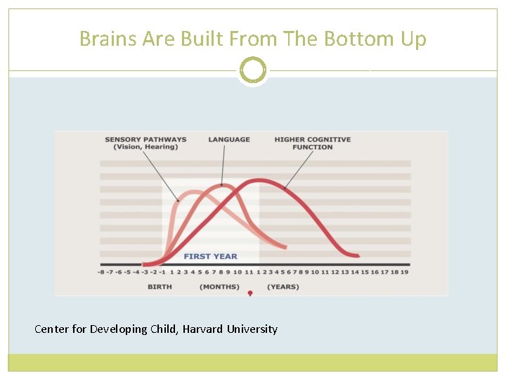 Brains Are Built From The Bottom Up Center for Developing Child, Harvard University 