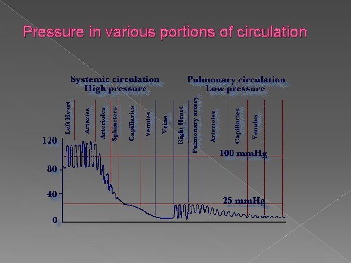 Pressure in various portions of circulation 