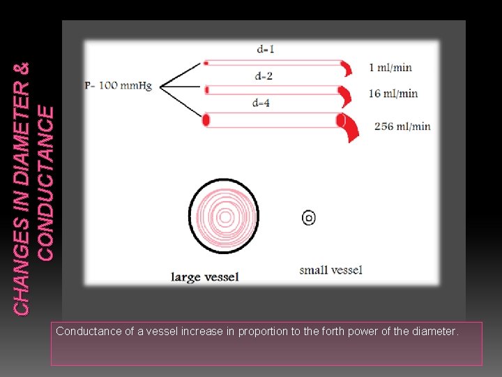 CHANGES IN DIAMETER & CONDUCTANCE Conductance of a vessel increase in proportion to the
