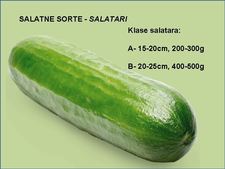 SALATNE SORTE - SALATARI Klase salatara: A- 15 -20 cm, 200 -300 g B-