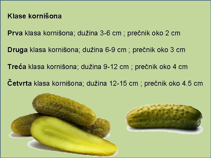 Klase kornišona Prva klasa kornišona; dužina 3 -6 cm ; prečnik oko 2 cm