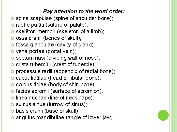  Pay attention to the word order: spina scapŭlae (spine of shoulder bone); raphe