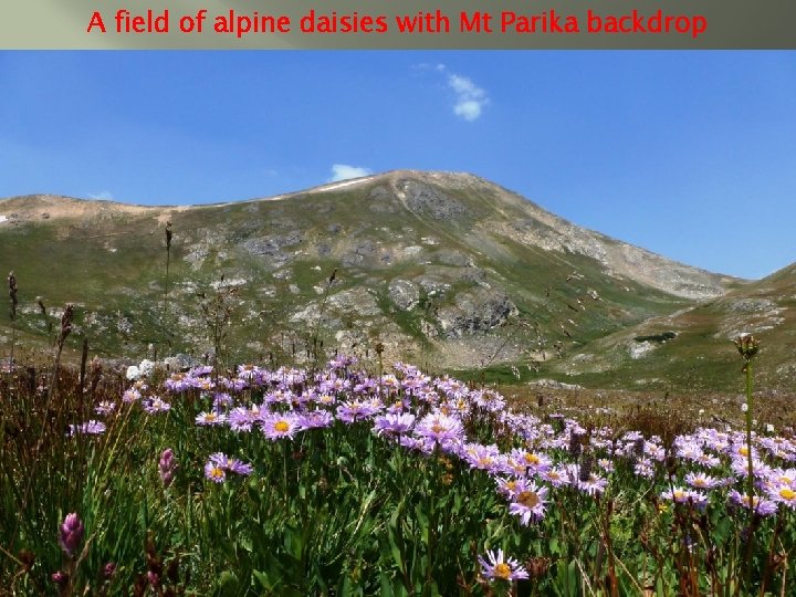 A field of alpine daisies with Mt Parika backdrop 