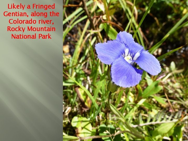 Likely a Fringed Gentian, along the Colorado river, Rocky Mountain National Park 