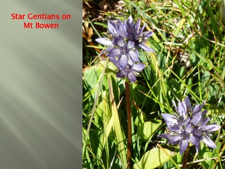 Star Gentians on Mt Bowen 