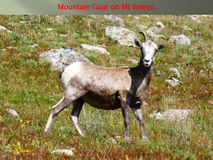 Mountain Goat on Mt Bowen 