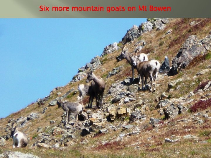 Six more mountain goats on Mt Bowen 