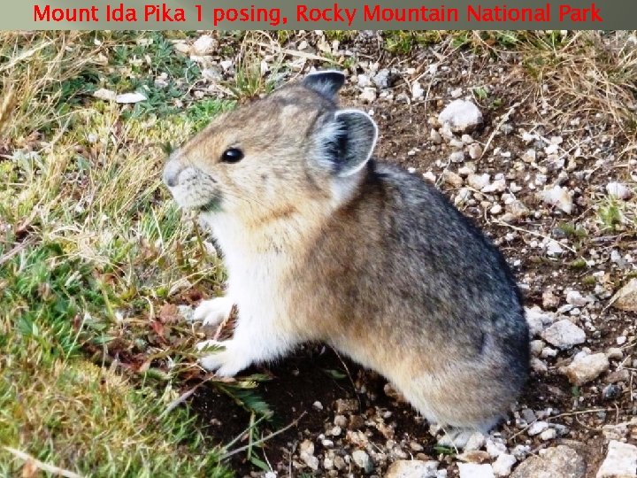 Mount Ida Pika 1 posing, Rocky Mountain National Park 