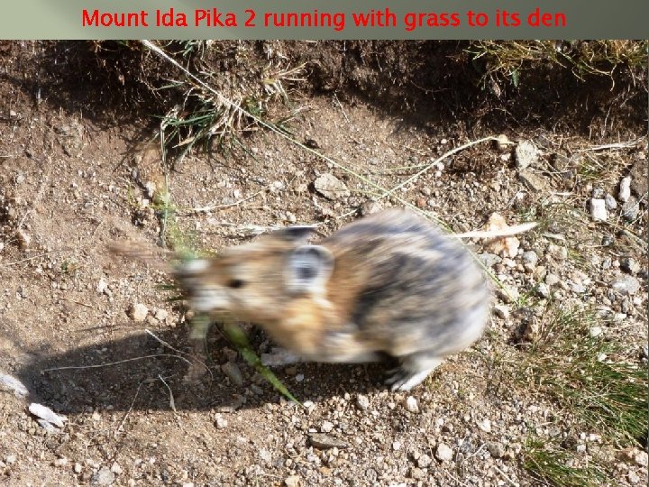 Mount Ida Pika 2 running with grass to its den 