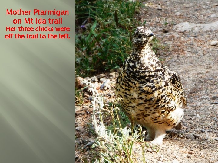 Mother Ptarmigan on Mt Ida trail Her three chicks were off the trail to