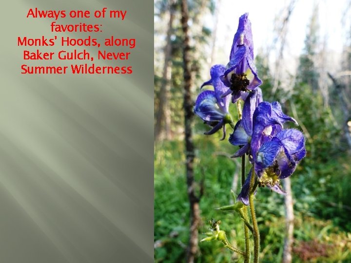 Always one of my favorites: Monks' Hoods, along Baker Gulch, Never Summer Wilderness 