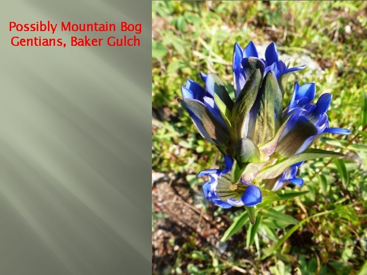 Possibly Mountain Bog Gentians, Baker Gulch 
