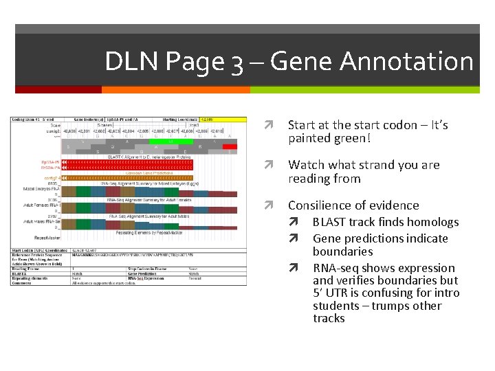 DLN Page 3 – Gene Annotation Start at the start codon – It’s painted