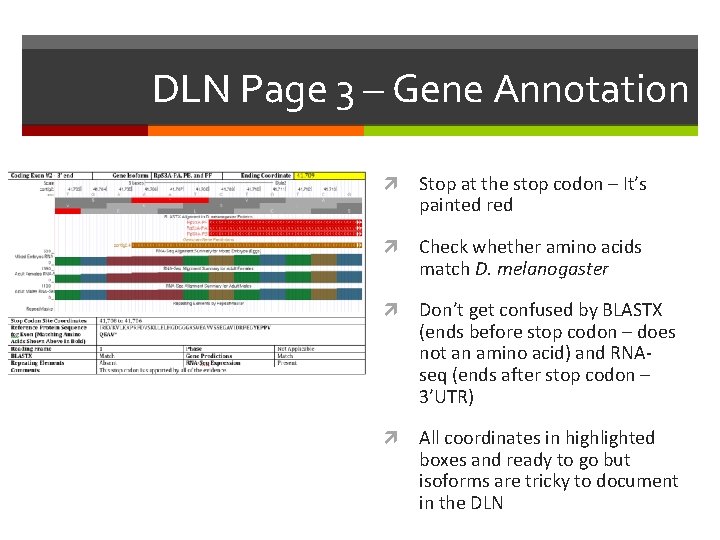 DLN Page 3 – Gene Annotation Stop at the stop codon – It’s painted