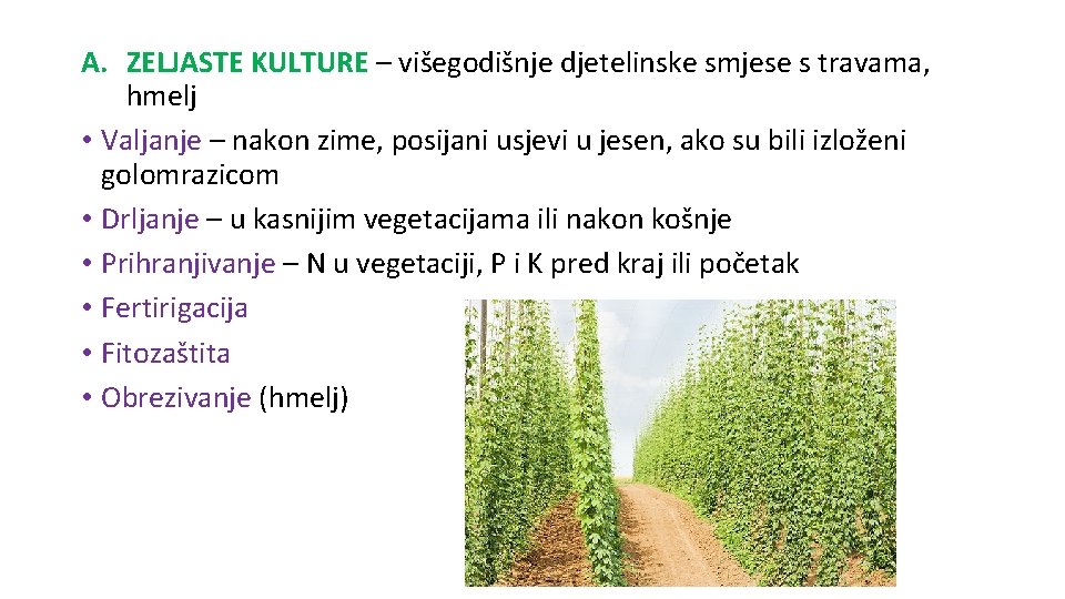 A. ZELJASTE KULTURE – višegodišnje djetelinske smjese s travama, hmelj • Valjanje – nakon