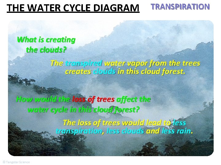 THE WATER CYCLE DIAGRAM TRANSPIRATION What is creating the clouds? The transpired water vapor