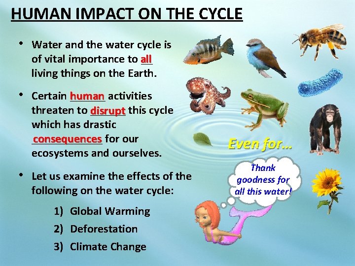 HUMAN IMPACT ON THE CYCLE • Water and the water cycle is of vital