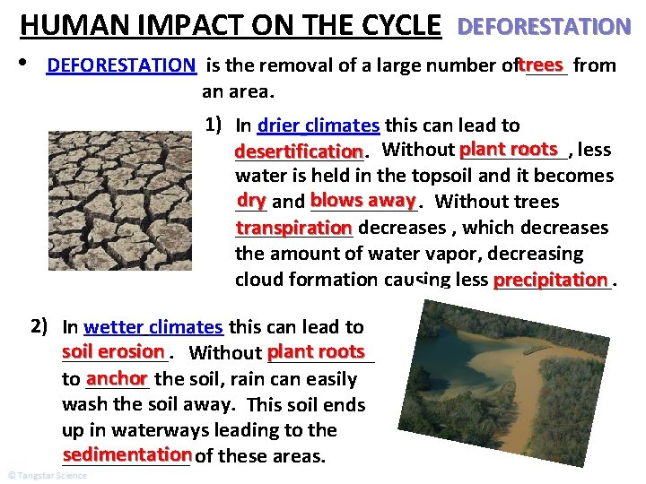 HUMAN IMPACT ON THE CYCLE • DEFORESTATION is the removal of a large number