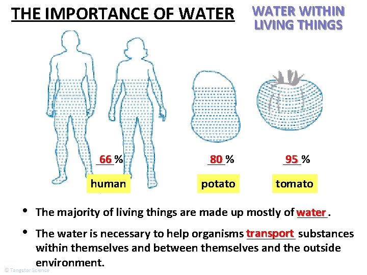 THE IMPORTANCE OF WATER • • WATER WITHIN LIVING THINGS 66 ___% 80 ___%