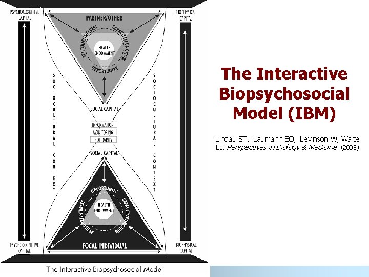 The Interactive Biopsychosocial Model (IBM) Lindau ST, Laumann EO, Levinson W, Waite LJ. Perspectives