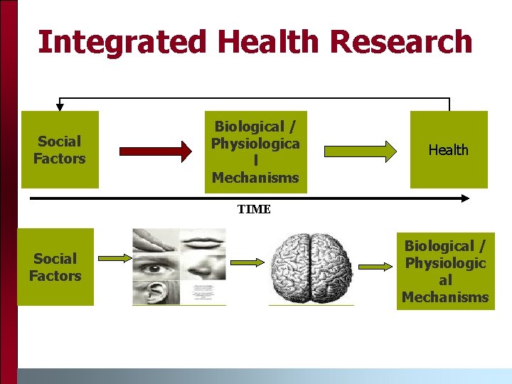 Integrated Health Research Social Factors Biological / Physiologica l Mechanisms Health TIME Social Factors