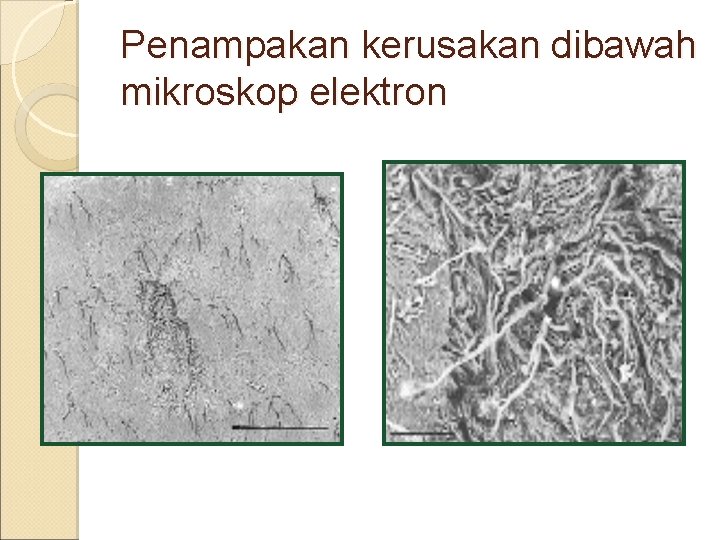 Penampakan kerusakan dibawah mikroskop elektron 