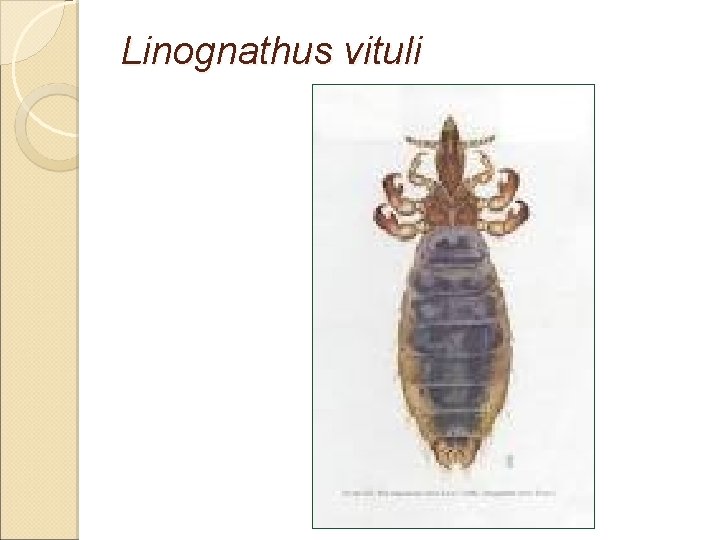 Linognathus vituli 