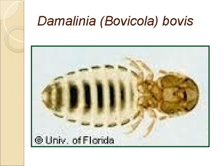 Damalinia (Bovicola) bovis 