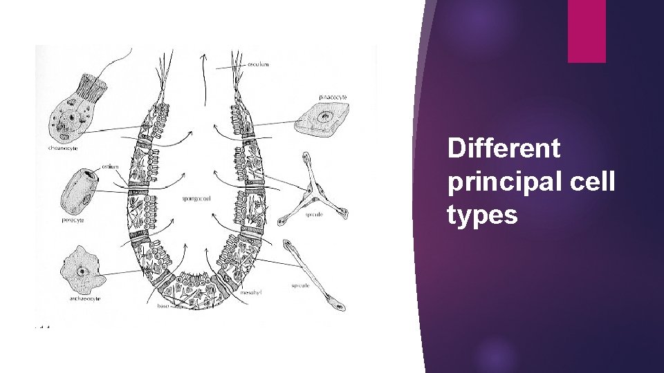 Insect Cell Types Invertebrate Taxonomy Code 301 THIRD YEAR ZOOLOGY STUDENTS