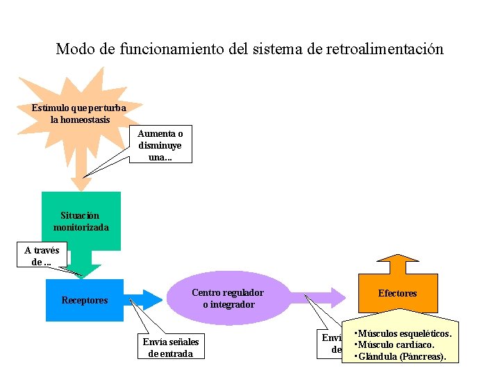 Modo de funcionamiento del sistema de retroalimentación Estímulo que perturba la homeostasis Aumenta o