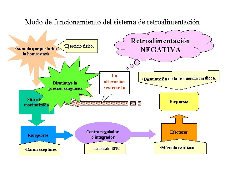 Modo de funcionamiento del sistema de retroalimentación Estímulo que perturba la homeostasis Retroalimentación NEGATIVA