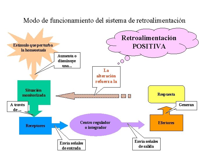 Modo de funcionamiento del sistema de retroalimentación Retroalimentación POSITIVA Estímulo que perturba la homeostasis