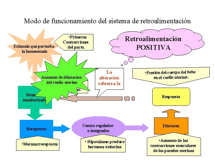 Modo de funcionamiento del sistema de retroalimentación Estímulo que perturba la homeostasis • Primeras