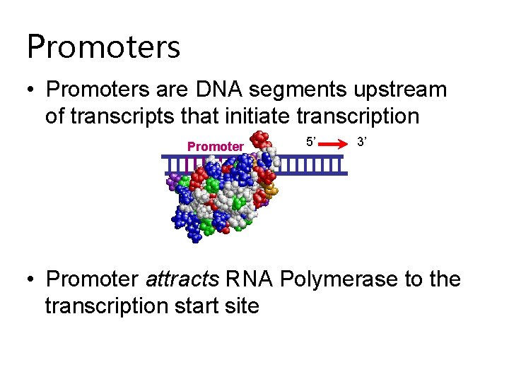 Promoters • Promoters are DNA segments upstream of transcripts that initiate transcription Promoter 5’