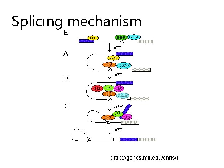Splicing mechanism (http: //genes. mit. edu/chris/) 