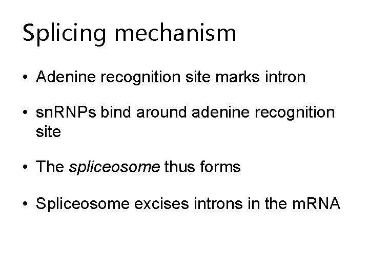 Splicing mechanism • Adenine recognition site marks intron • sn. RNPs bind around adenine