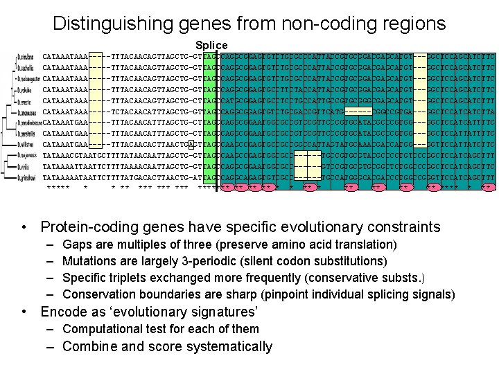 Distinguishing genes from non-coding regions Splice Dmel Dsec Dsim Dyak Dere Dana Dpse Dper