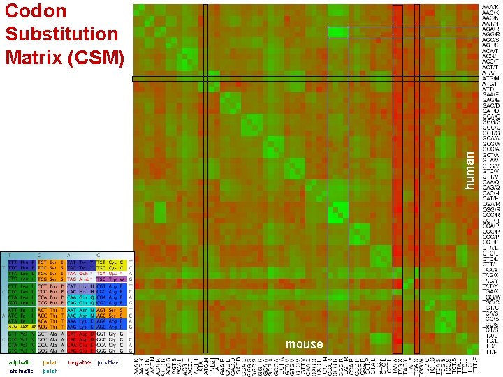 human Codon Substitution Matrix (CSM) mouse aliphatic aromatic polar negative positive 