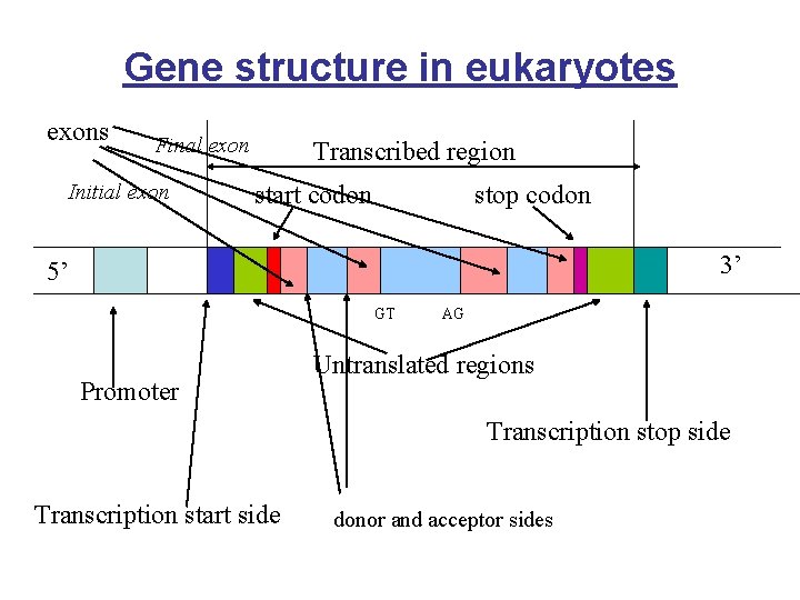 Gene structure in eukaryotes exons Final exon Initial exon Transcribed region start codon stop
