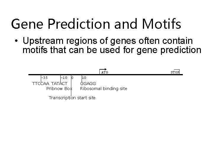 Gene Prediction and Motifs • Upstream regions of genes often contain motifs that can