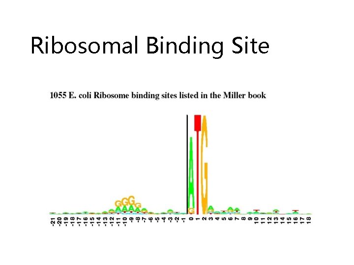 Ribosomal Binding Site 